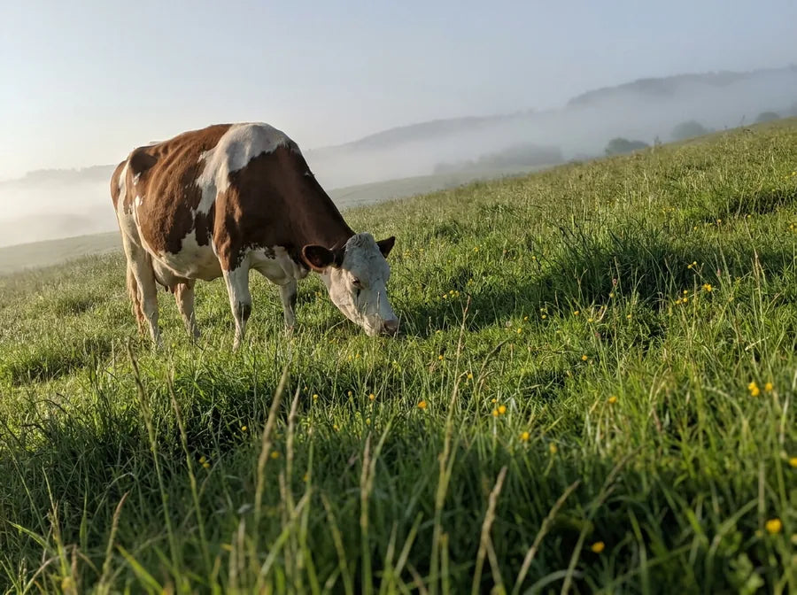 Grass fed